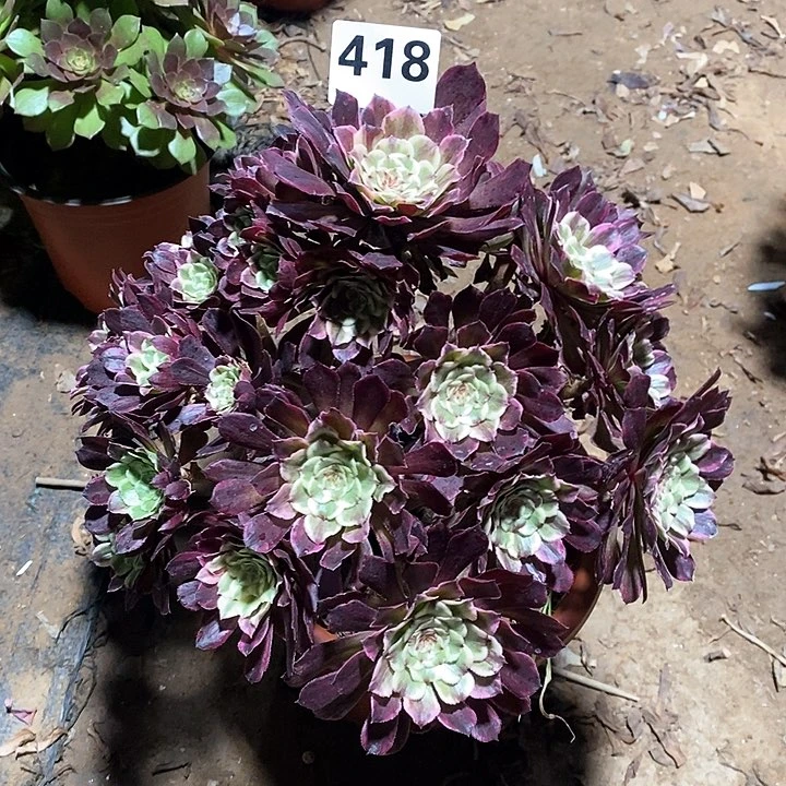 法师植物一物一拍418