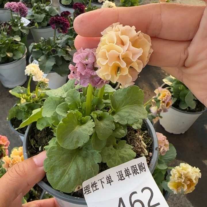无花朵L462小苗默认苗晃零下5勿拍
