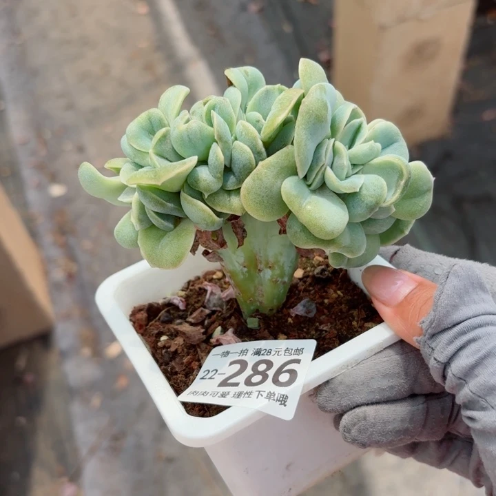 可爱玫瑰缀无盆土发货