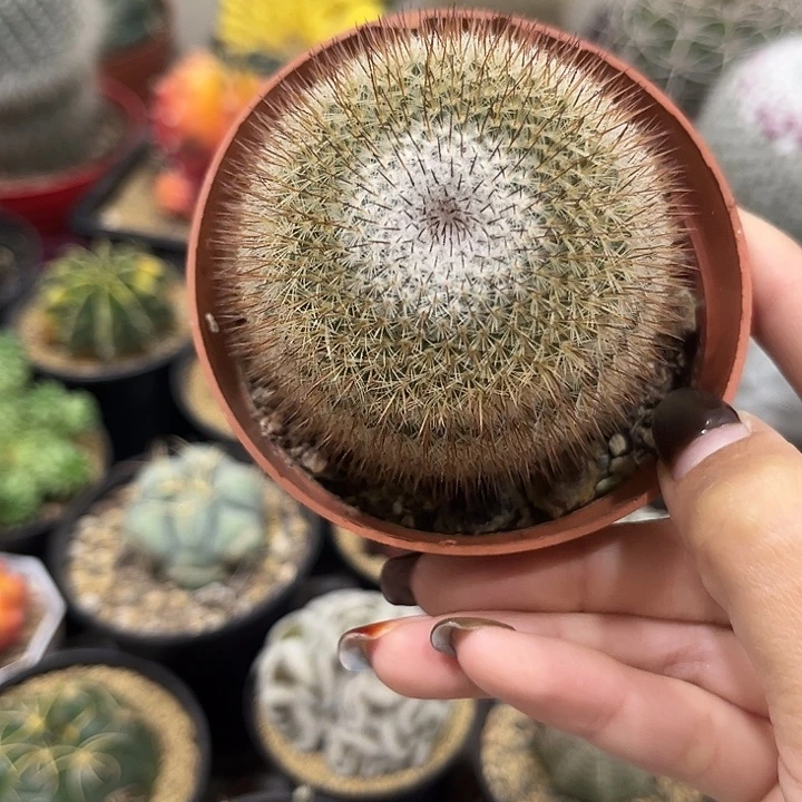 实生根希望丸仙人球