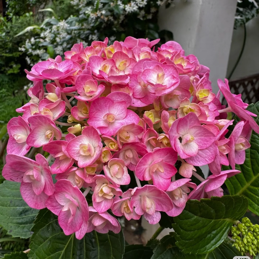 虞城园艺 艾薇塔 大花绣球 可调色盆栽四季开花大苗