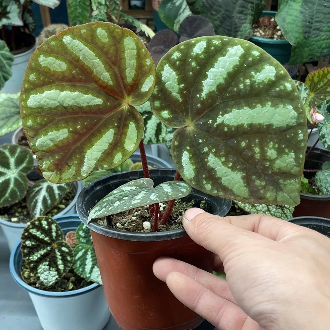 完全开放原生北约