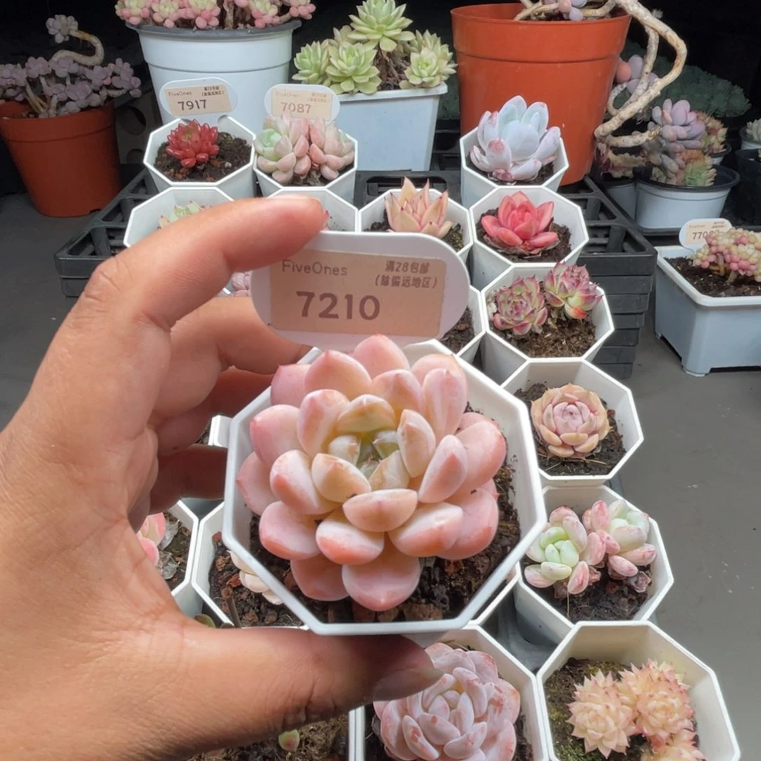 7210粉魄 5.0厘米