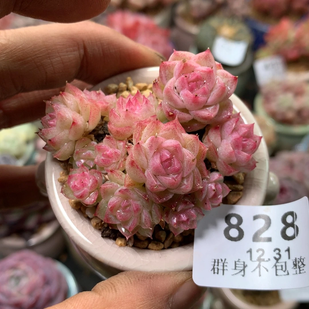 精控拇指盆12.31826