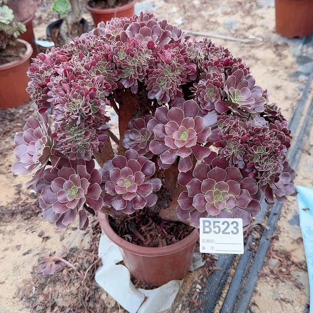 523欧紫朵朵一颗有伤
