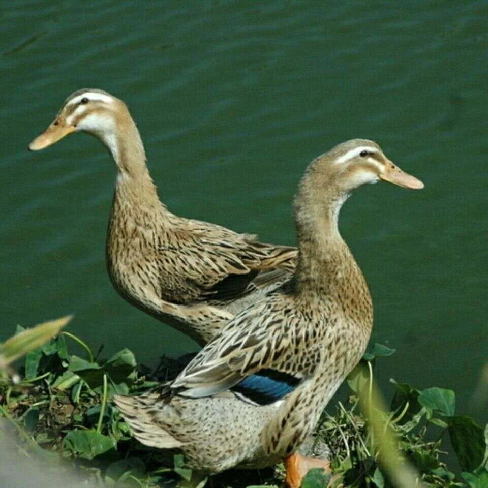 精选3只农家散养土鸭新鲜宰杀急冻锁鲜顺丰京东土鸭无掌翅内脏JD