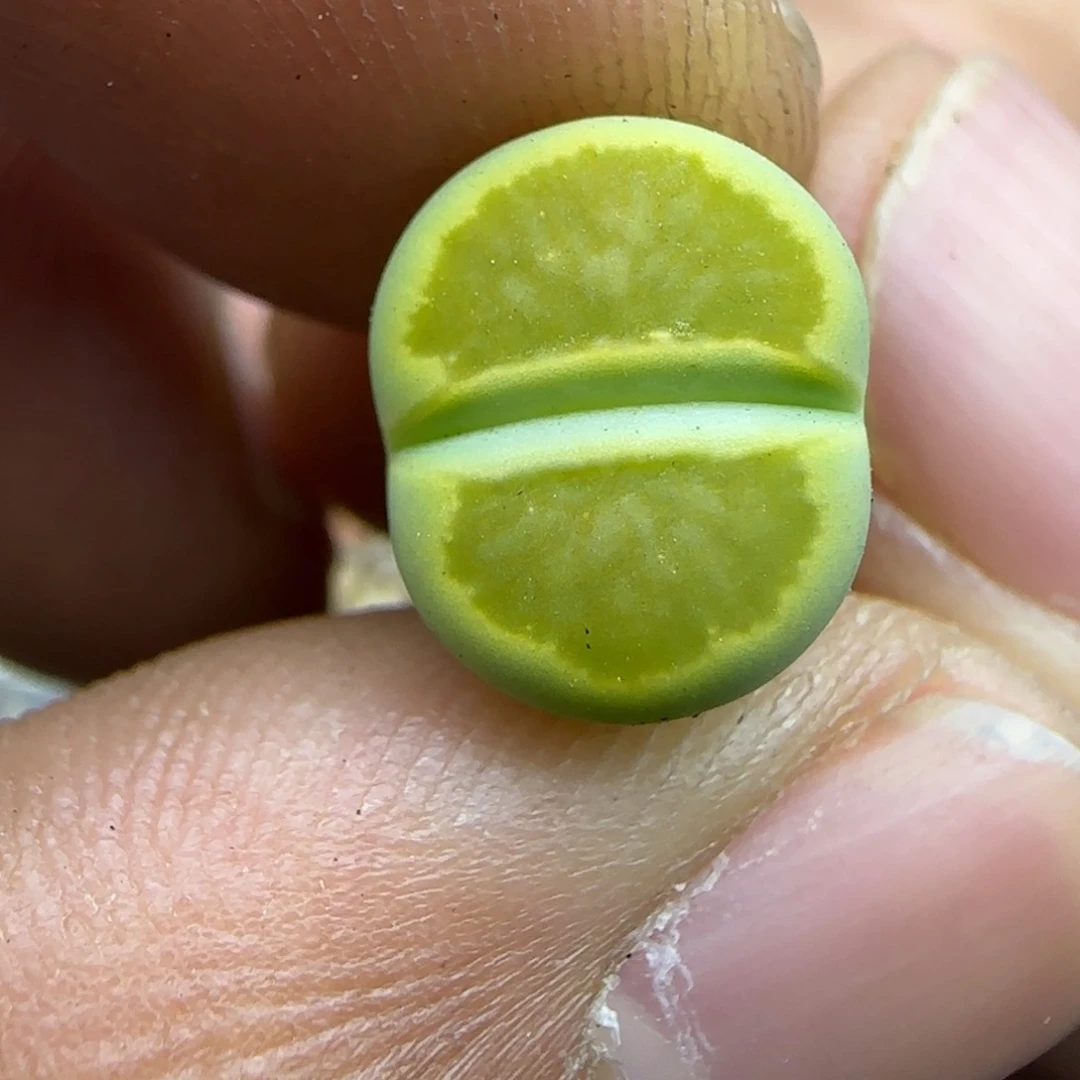 566 开播福利生石花大棚直播