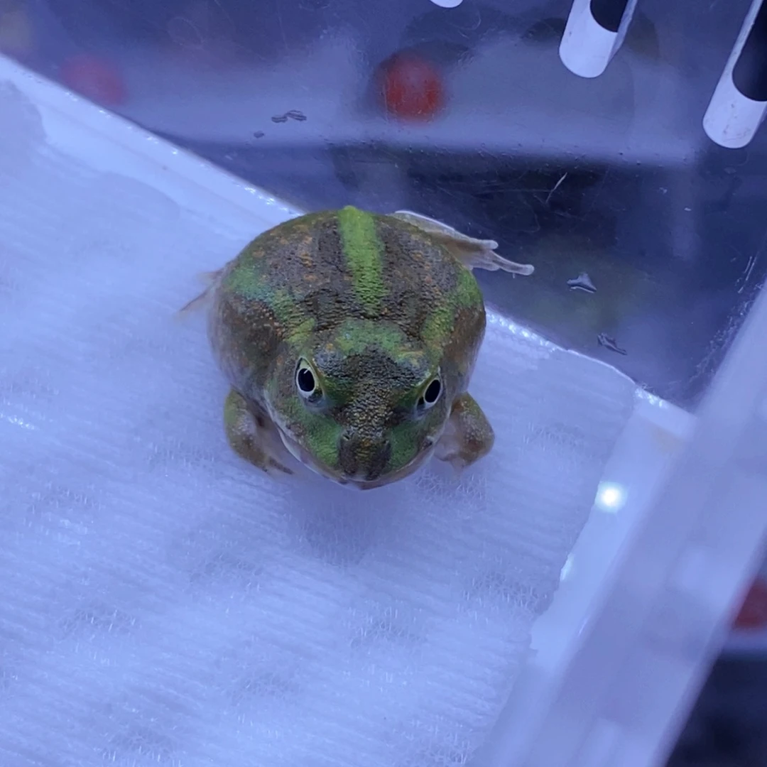 角蛙3-10cm闪购专享链接