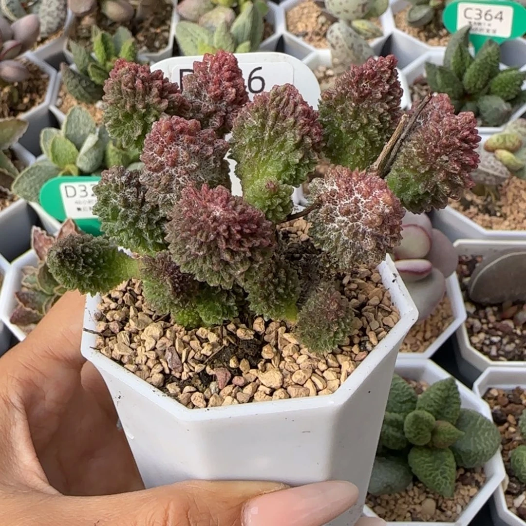 牛紫玉老树桩。   326。