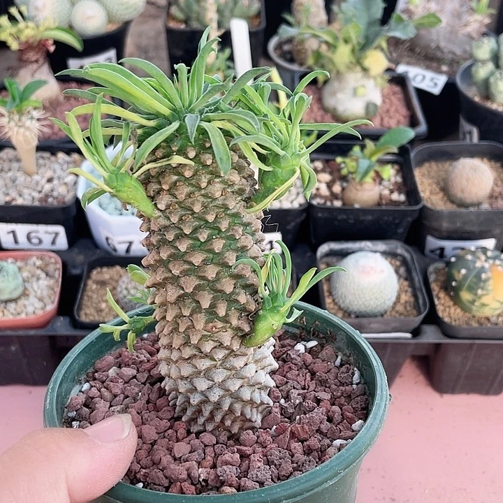 399铁甲麒麟大戟