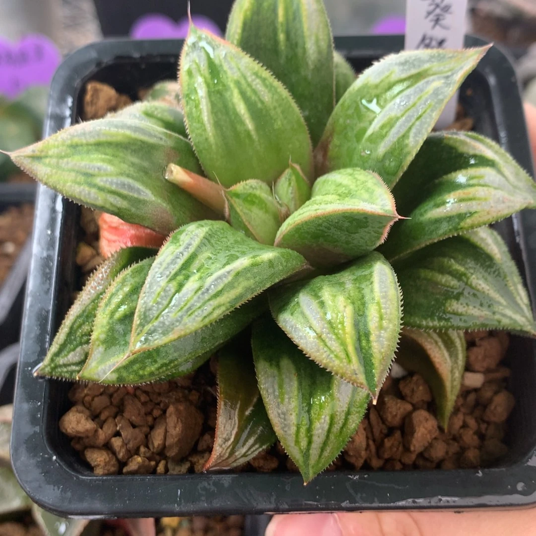 葵祭变异一物一拍