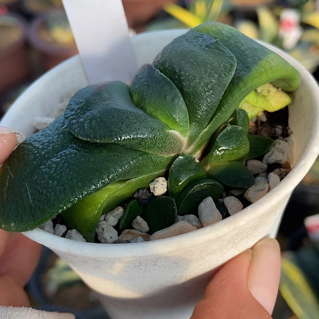 118卧牛实生带盆发货
