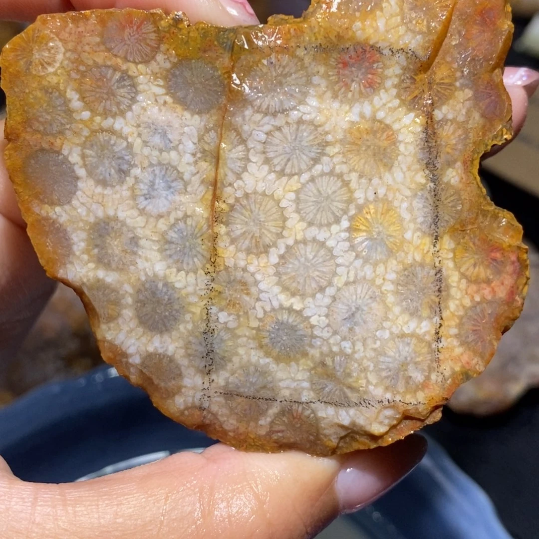 【闪购商品】硅化玉珊瑚玉未镶嵌