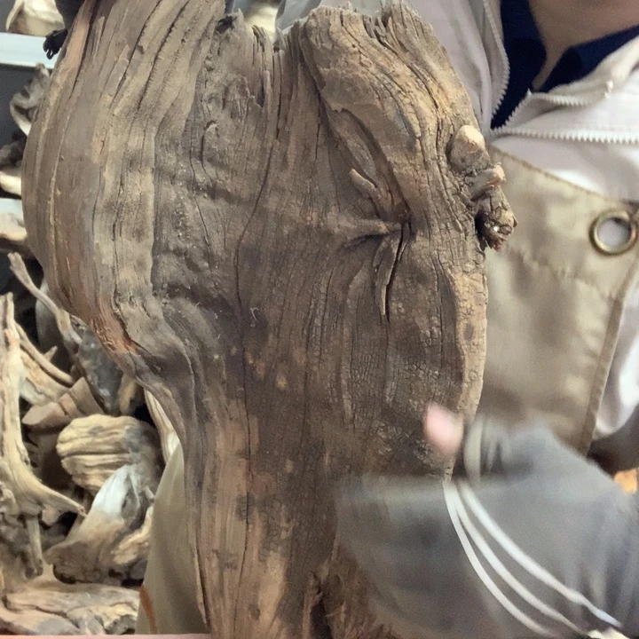 木太行崖柏毛料板根