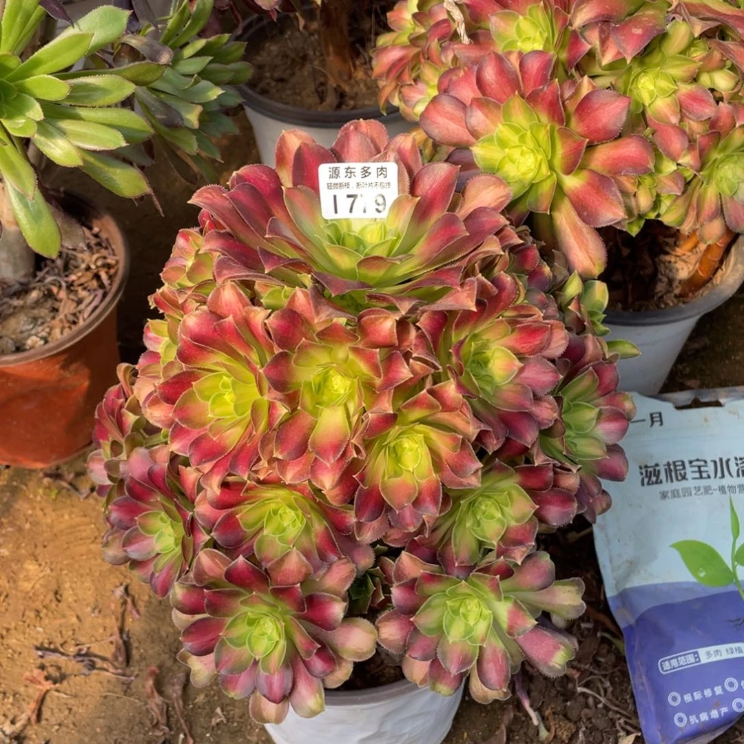 779韶华多肉法师断枝不包