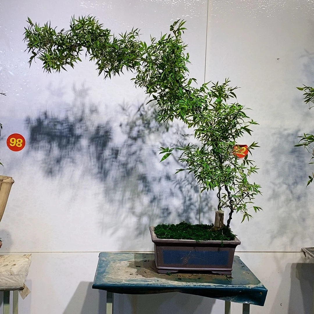 小叶簕竹一物一拍