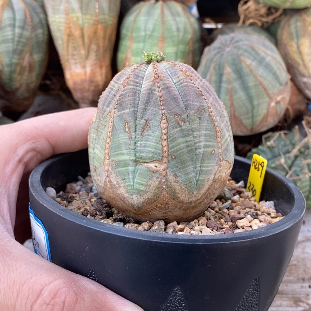 28欧系实生布纹球多肉植物