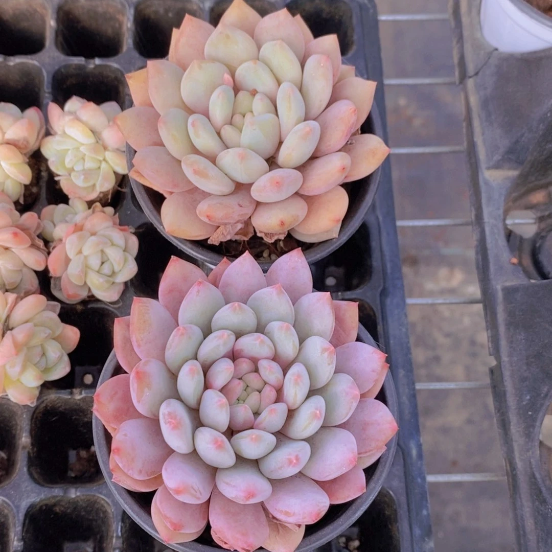 量拍39号 M精品母本奶油半夏单头一个