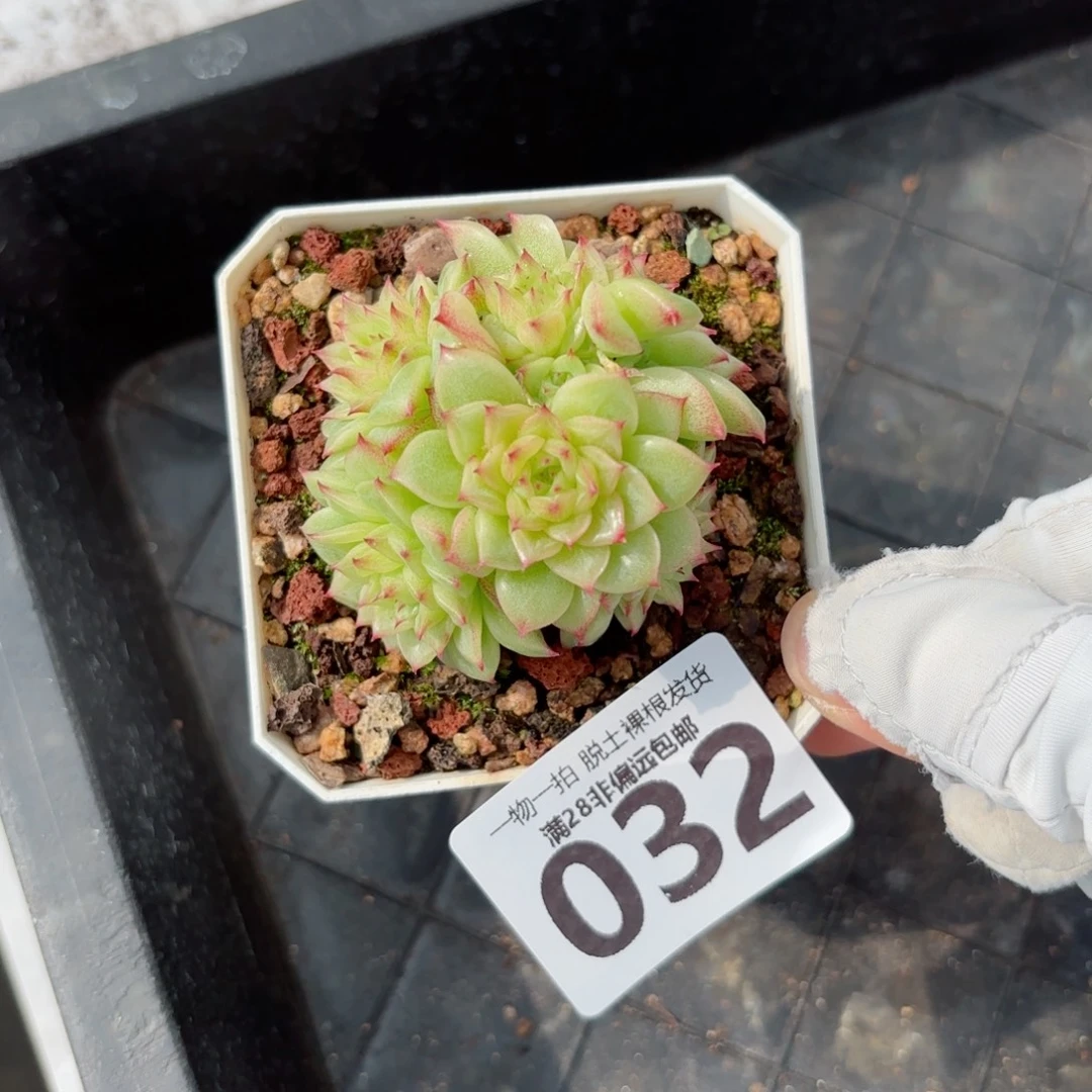 麦秆群无盆土发货