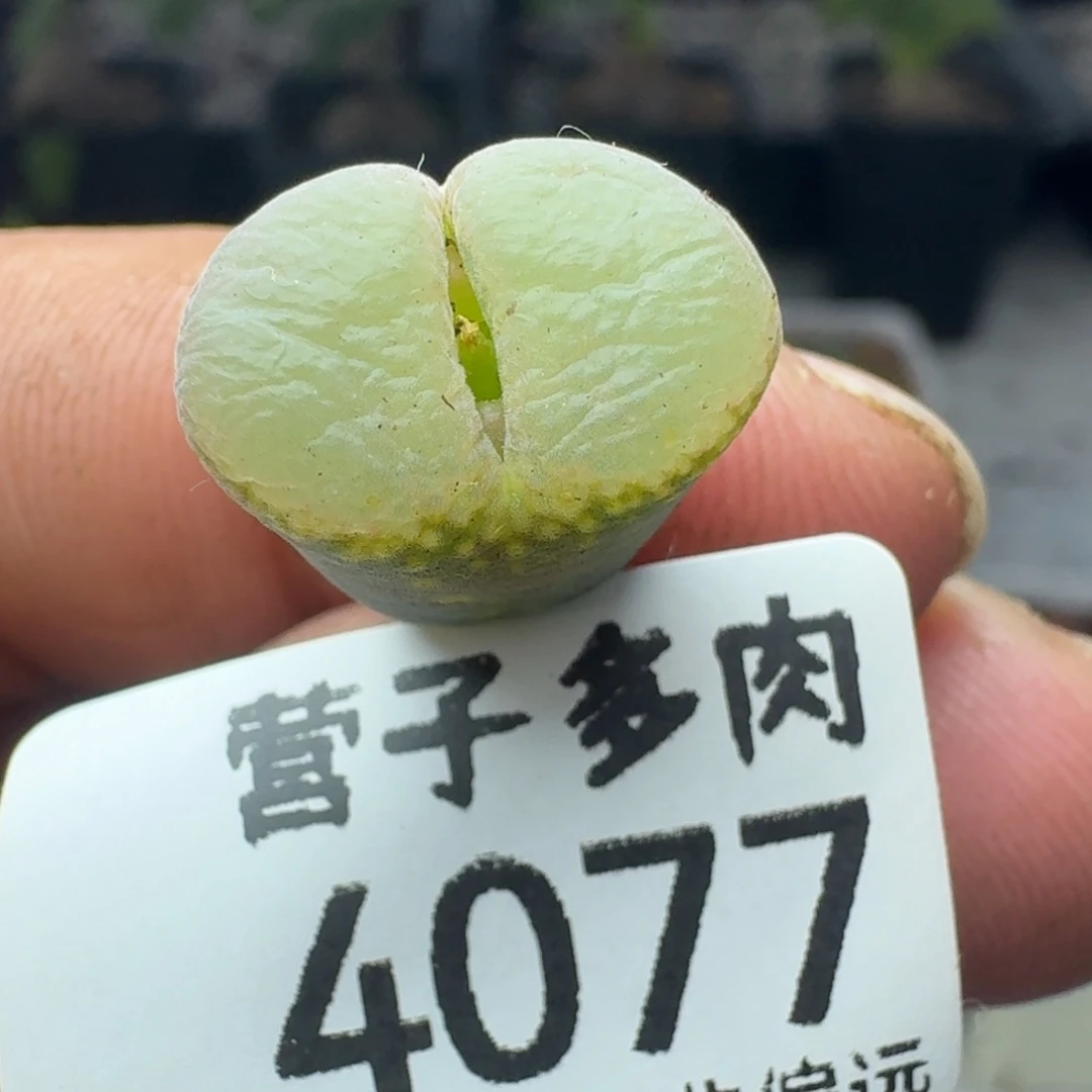 粉红女郎。