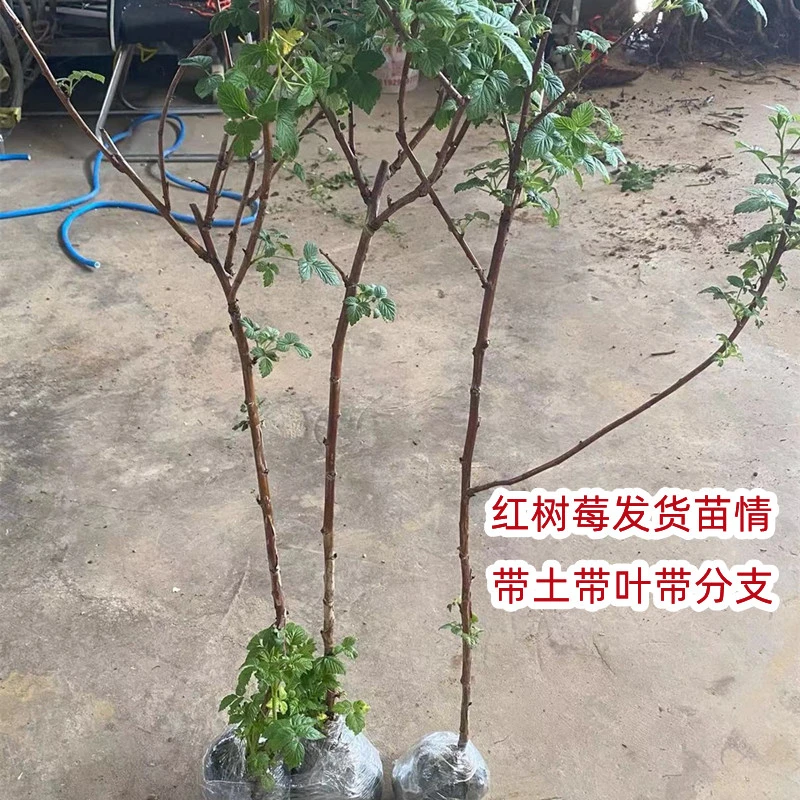 (带土带叶带分支)红树莓苗香甜盆栽地栽南北方种植当年结果