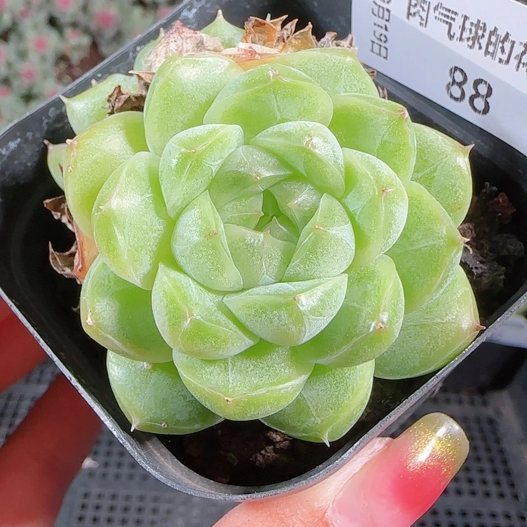 0919-88麦秆优选不包整