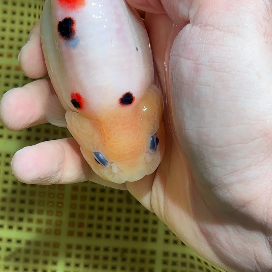 A***常金鱼拍包装包邮，没拍包装运费到付