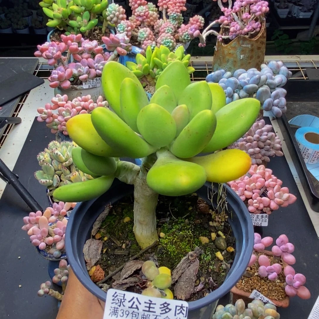 388芒果奶多肉7c m