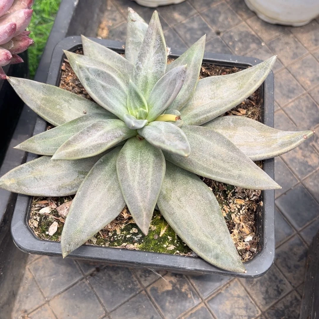 多肉植物多肉植物