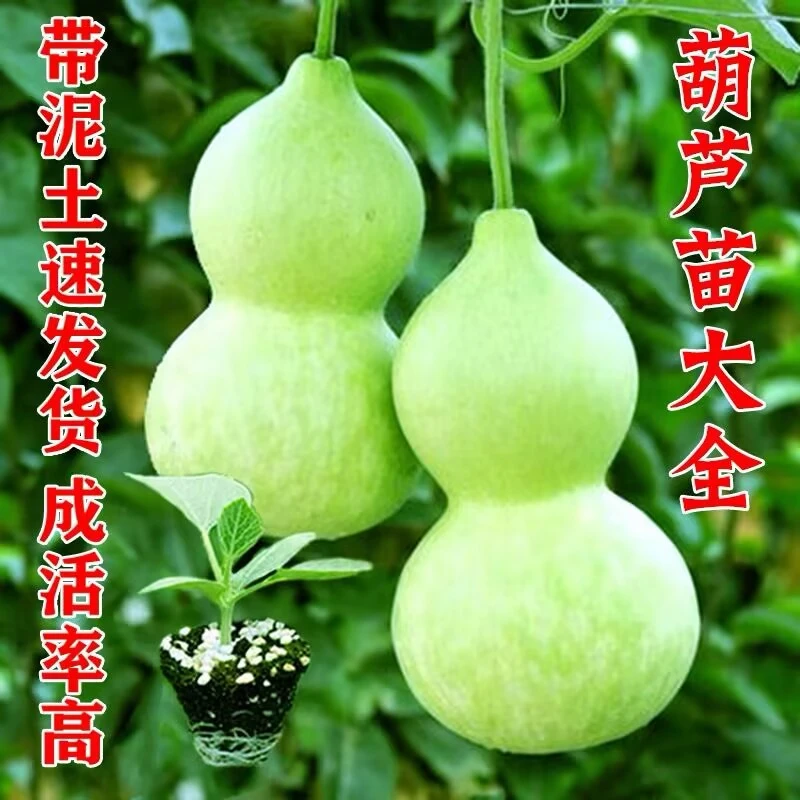 各种葫芦苗秧手捻大酒小亚腰宝葫芦苗种子四季春秋盆栽庭院观赏籽