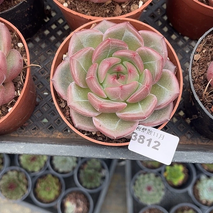 阿雅园艺。       3812Q橙