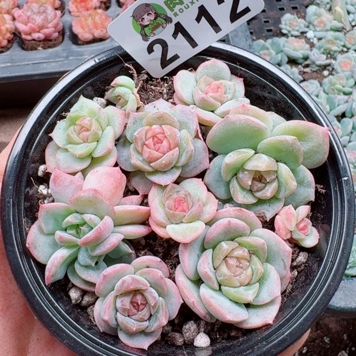 多肉植物多肉植物