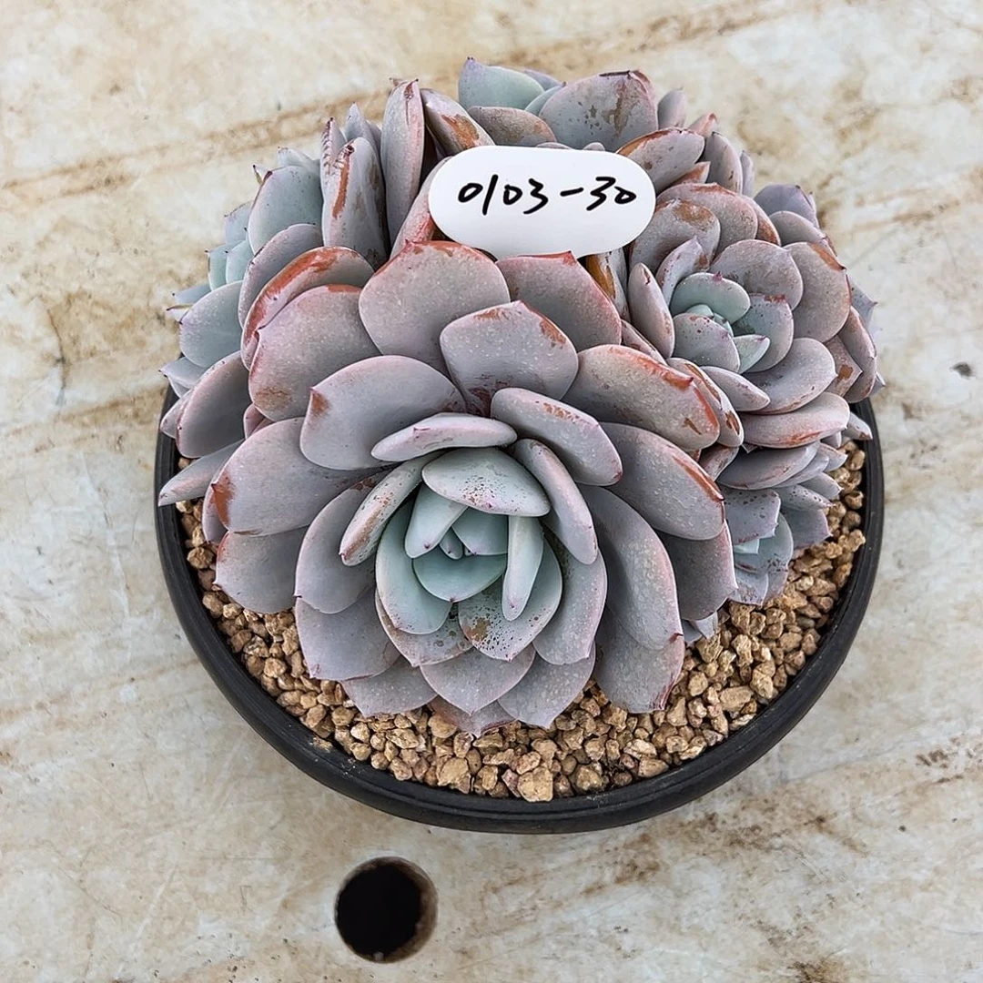 德***卷0103-30奶茶老桩。