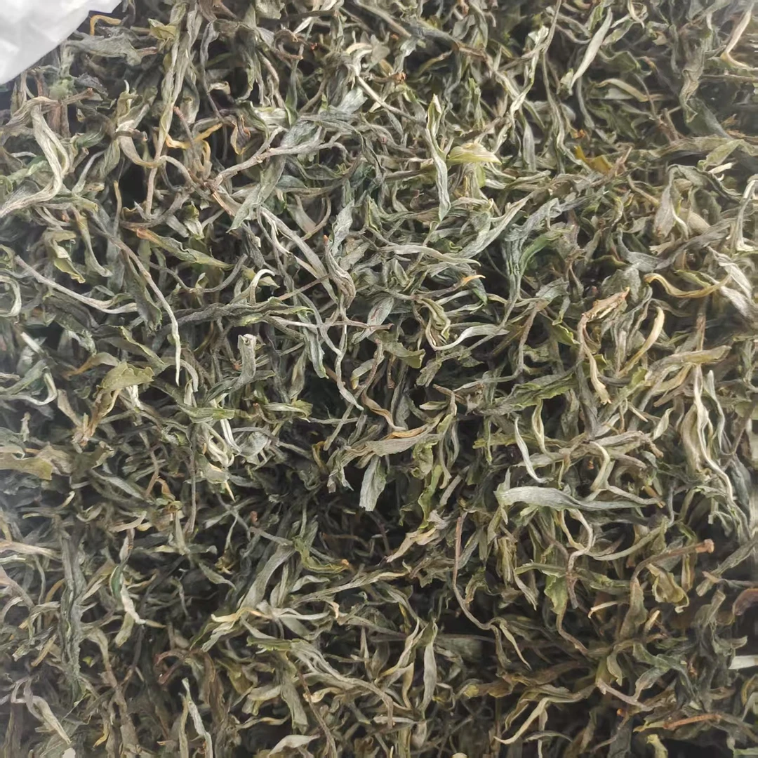 2025年大雪山头春头采散茶