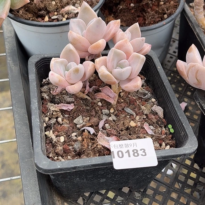 阿雅园艺。         183千金