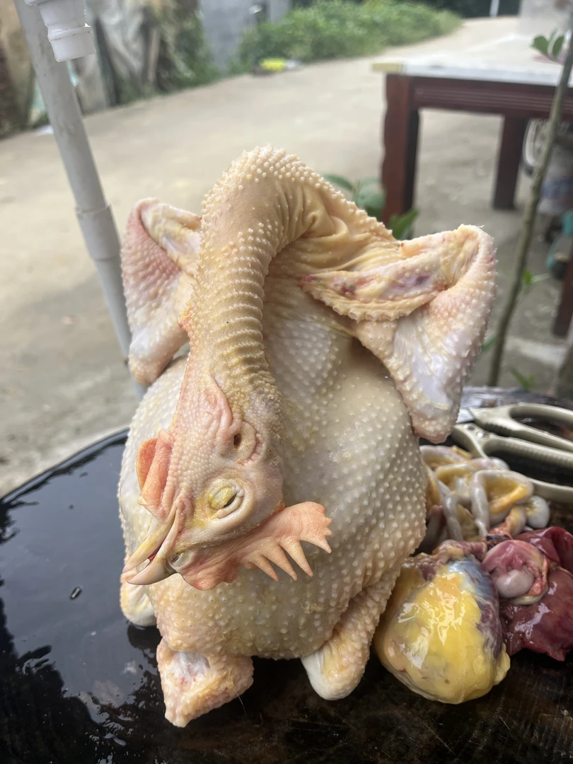 太太杂粮土鸡 正宗清远走地鸡清远鸡散养玉米鸡农家鸡煲汤白切