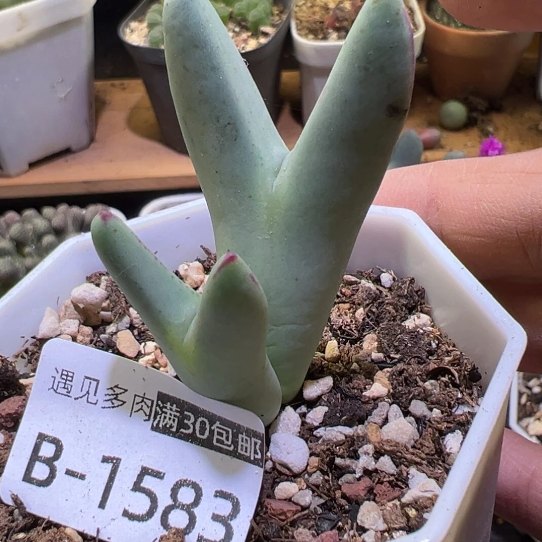 多肉植物111111111111