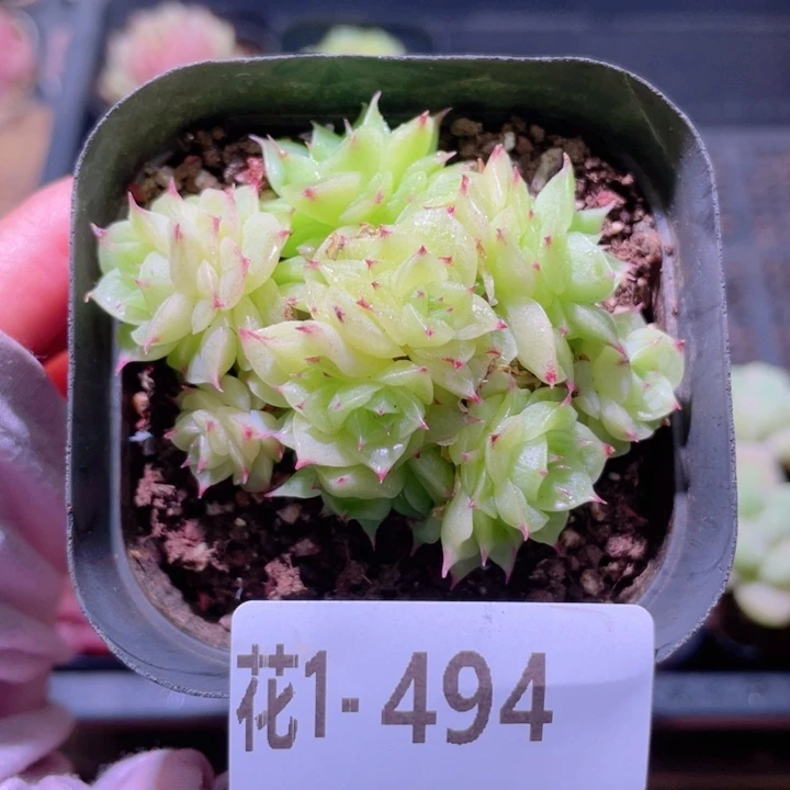 花利美1-494麦秆群