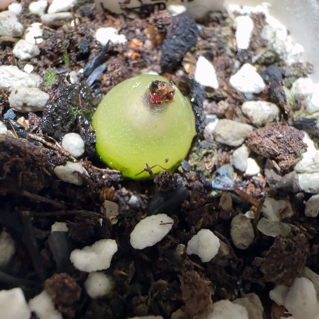 肉锥多肉植物百科4-哈默342