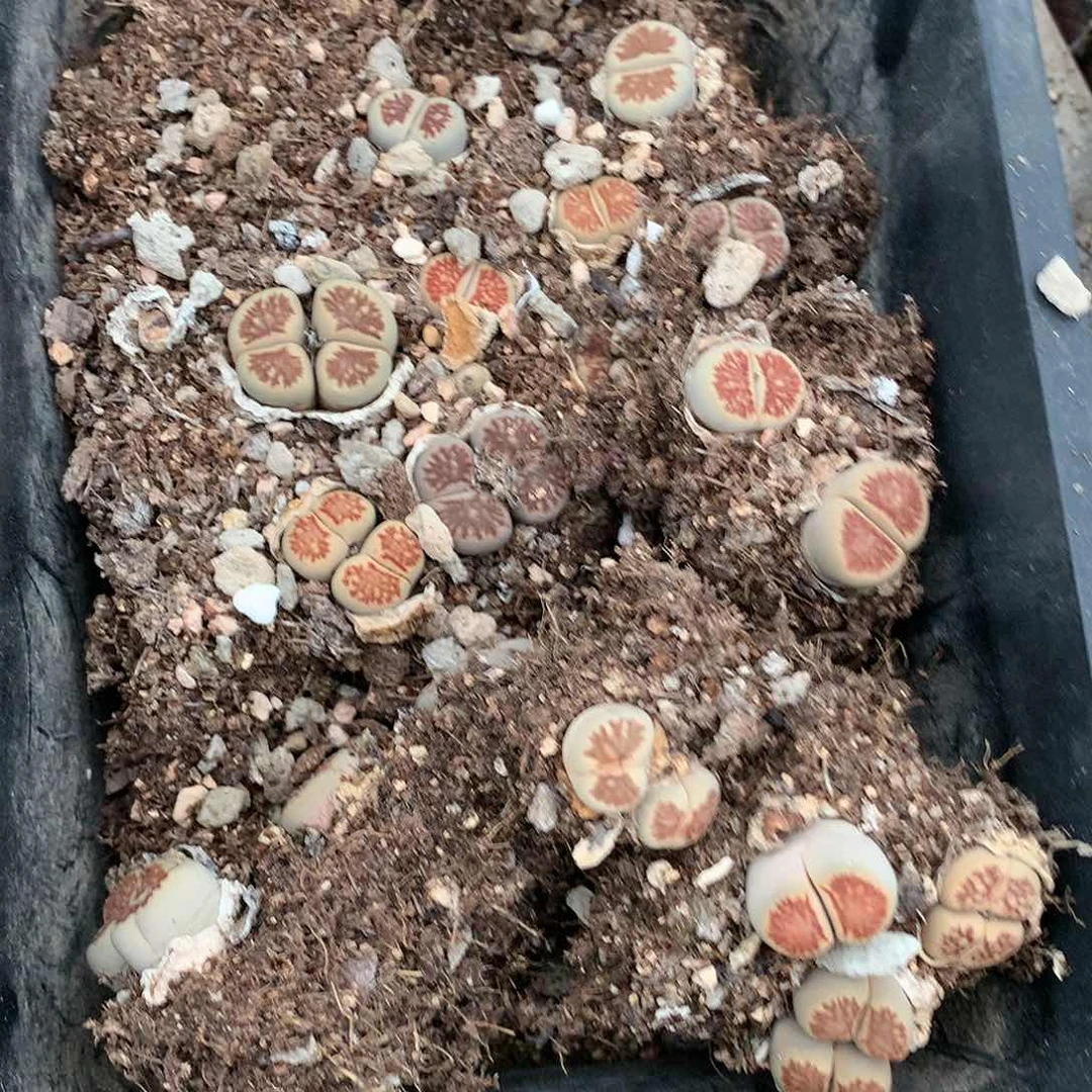 且****8K364多肉植物保护