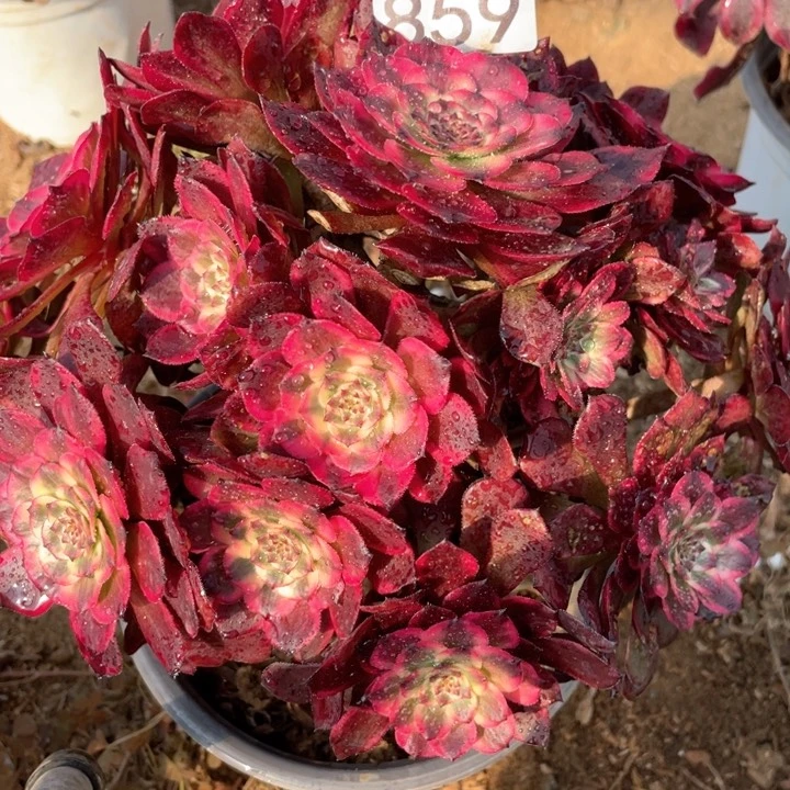 859多肉植物烟花