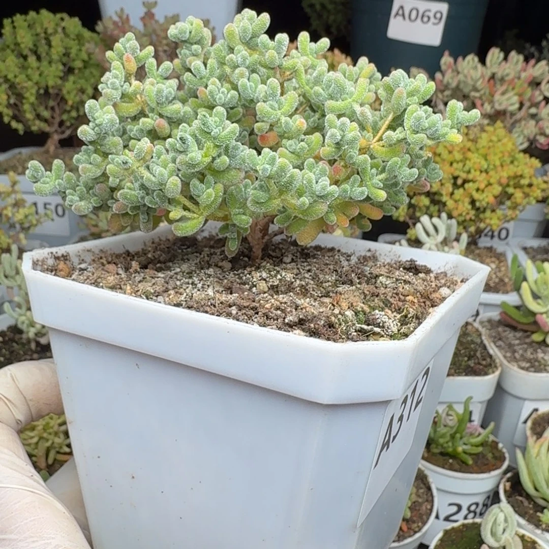 A312冰晶树型一物一拍