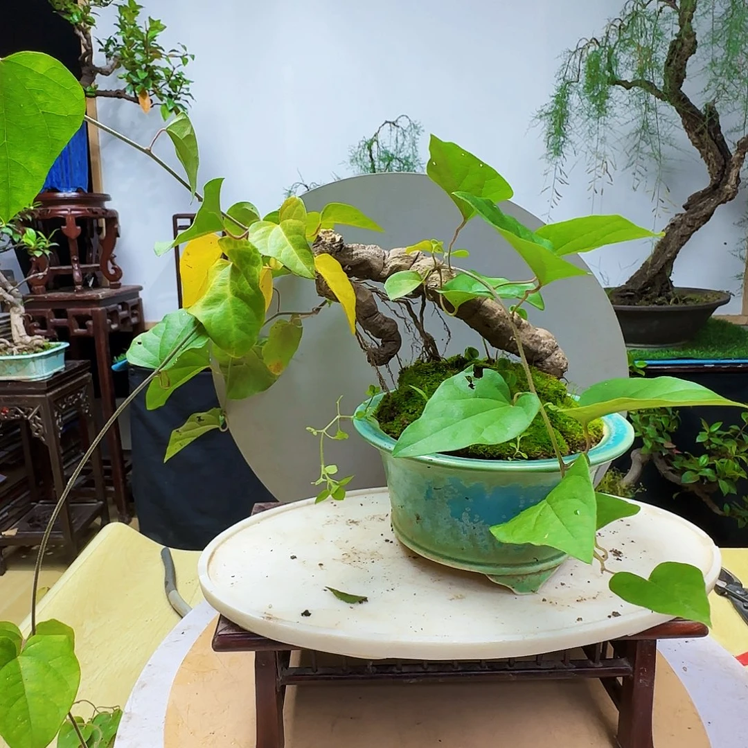 抱***芳无花朵青葛藤地方货架看看