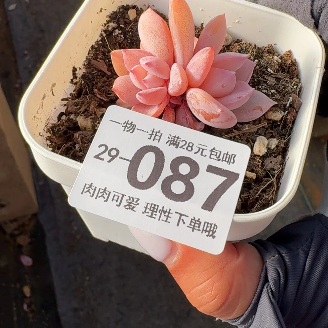 奶茶无盆土发货呀