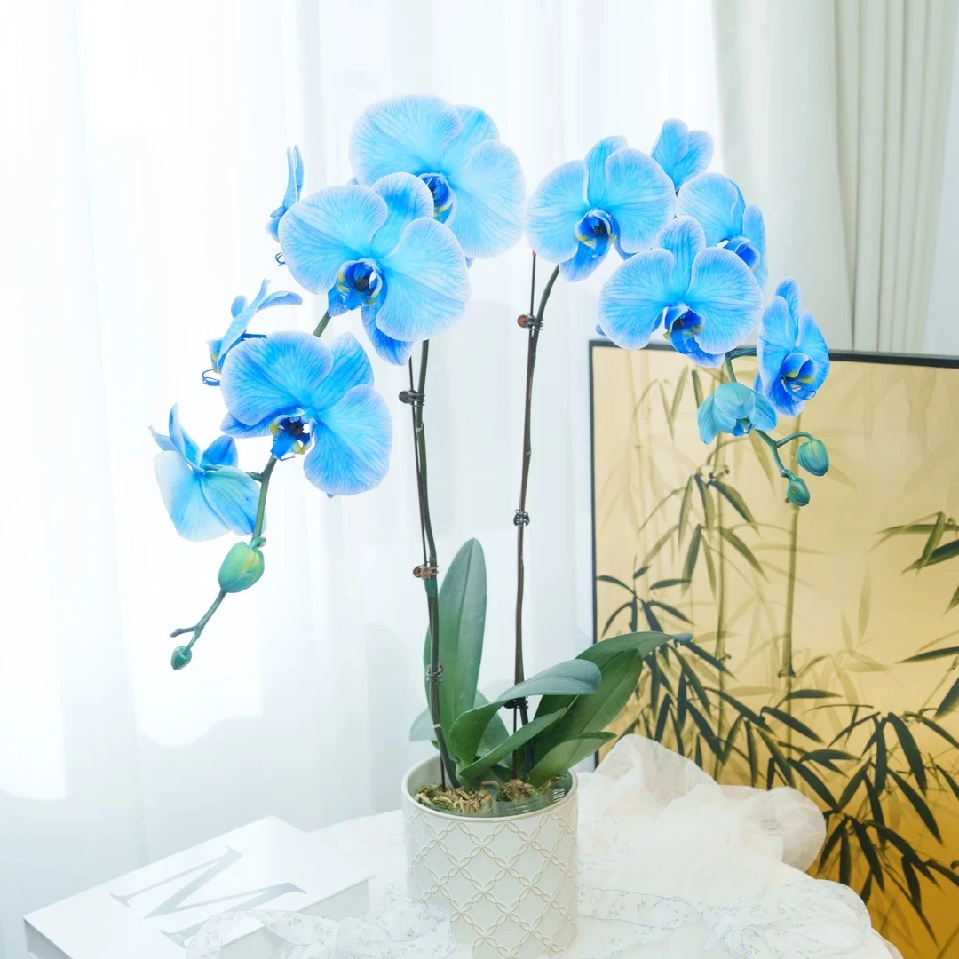 【午夜蓝蝴蝶兰】稀有马卡龙蝴蝶兰盆栽  3寸大白V3吸色