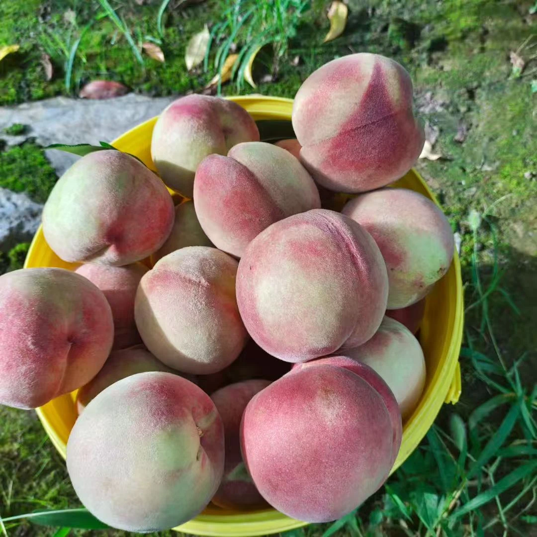 新鲜现摘苹果红色的桃子脆甜视频多汁应季水果水蜜桃可软硬两吃