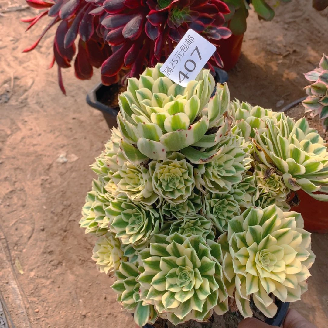 407迈巴河多肉植物老桩