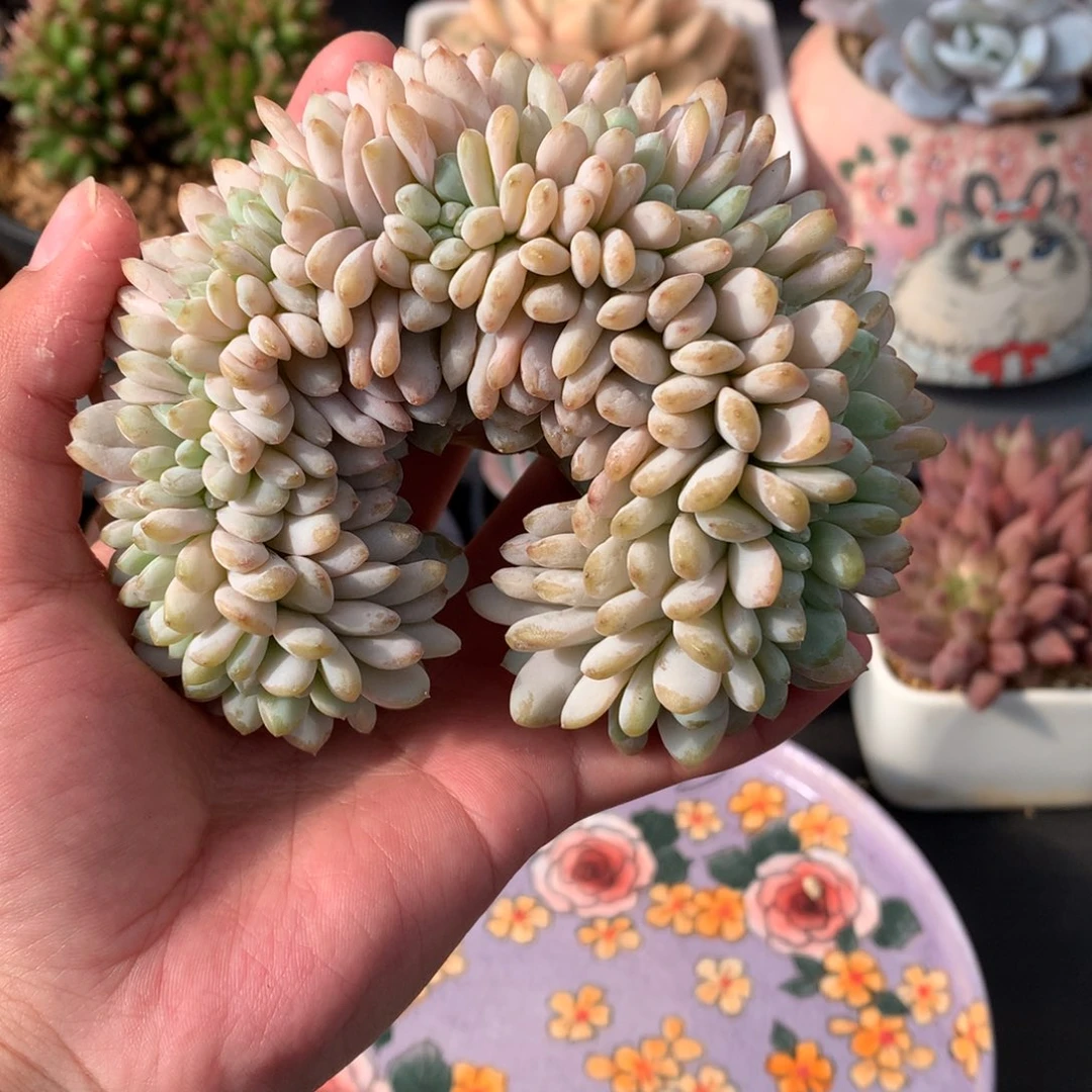 我们家的小姐姐们