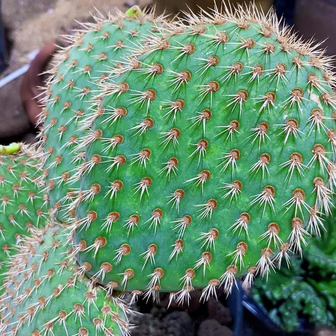 侧芽1片0000000000000000000