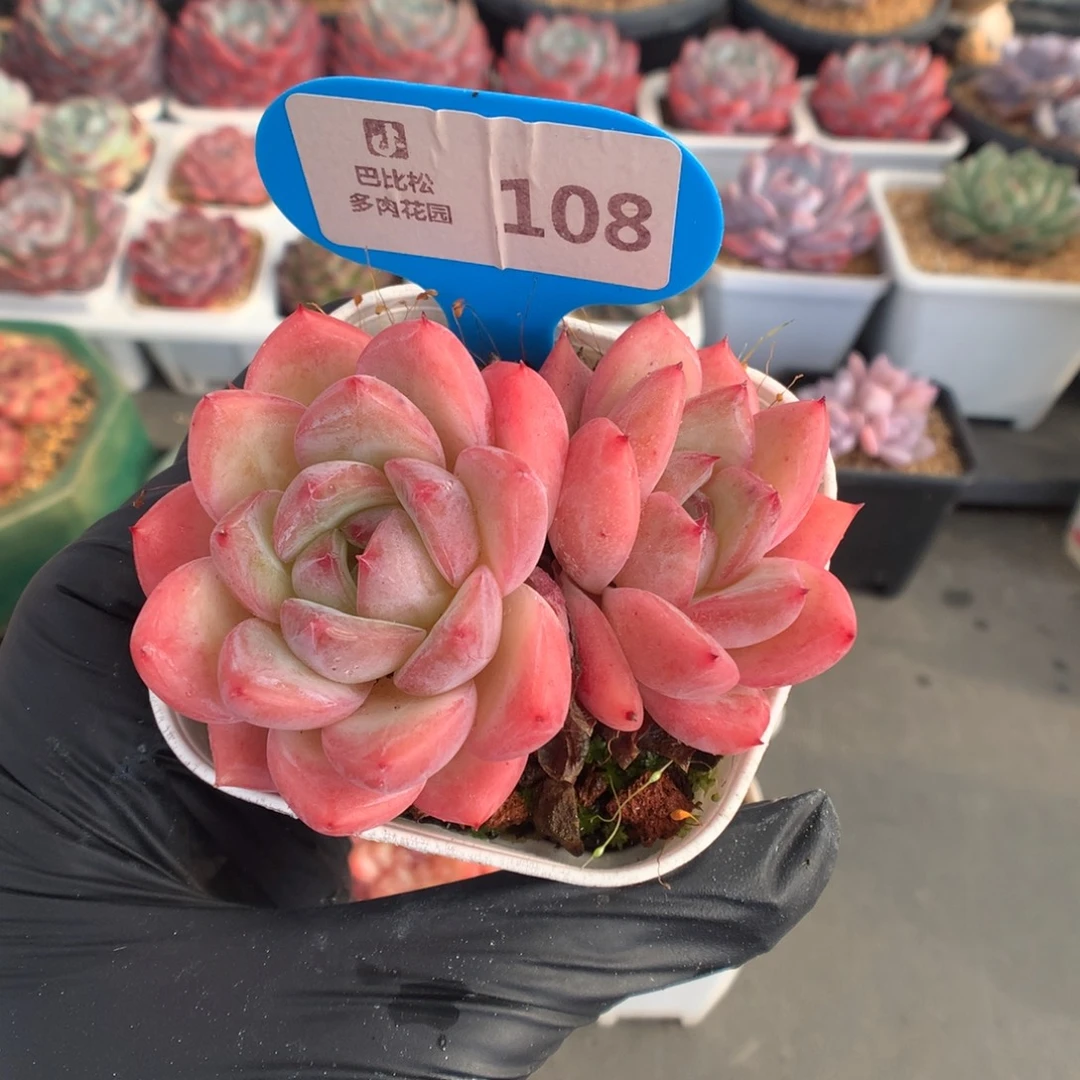 108 水蜜桃多肉多肉